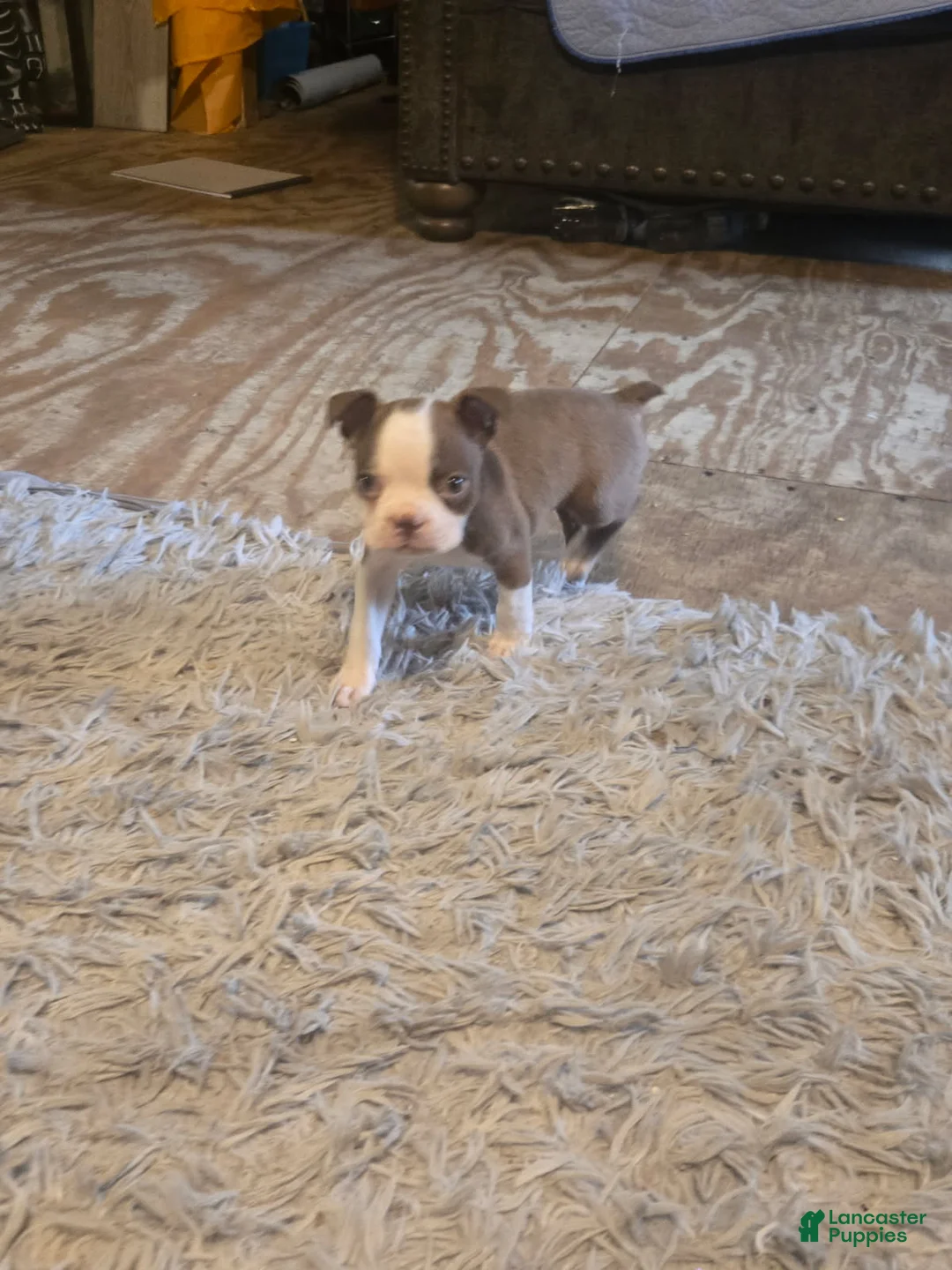 Boston Terrier dogs for sale: Simon - Ad 3