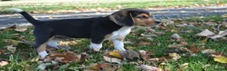 Beagle dogs for sale: Kamo - Ad 3