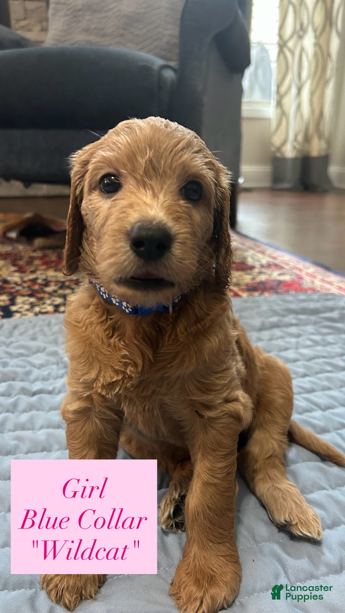 Goldendoodle dogs Wildcat - Ad 12