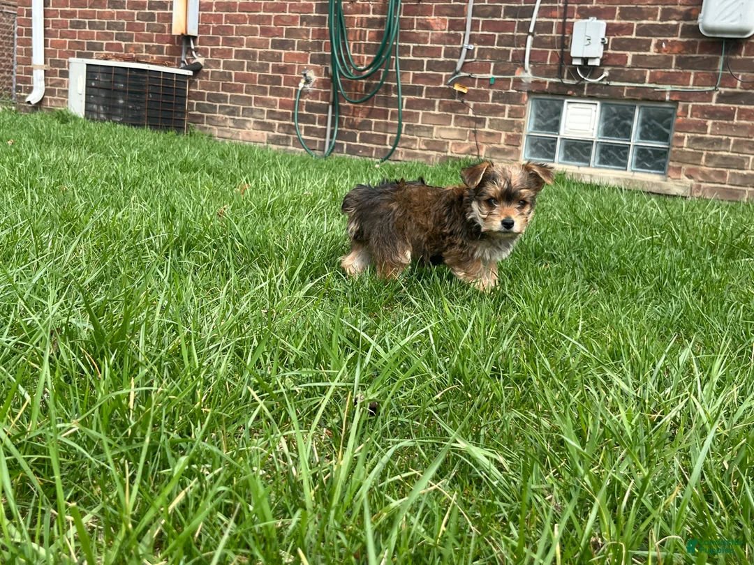 Yorkiepoo dogs for sale: Yorkiepoo Puppy 1 - Ad 2