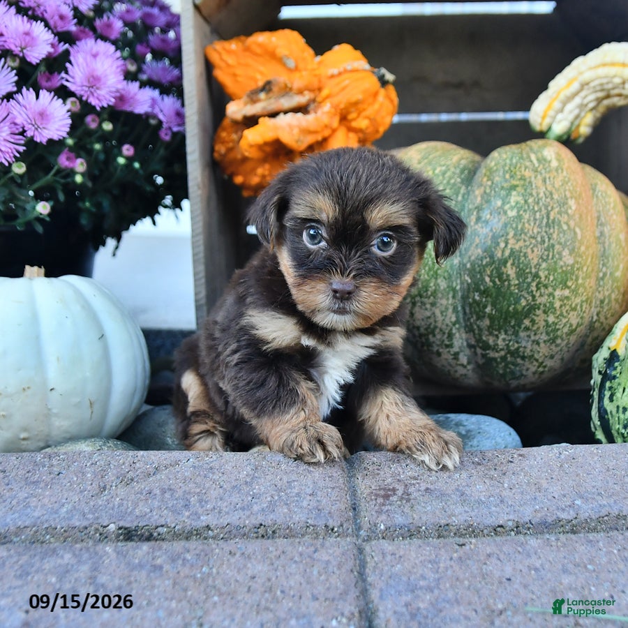 Shorkie dogs Debbie - Ad 2