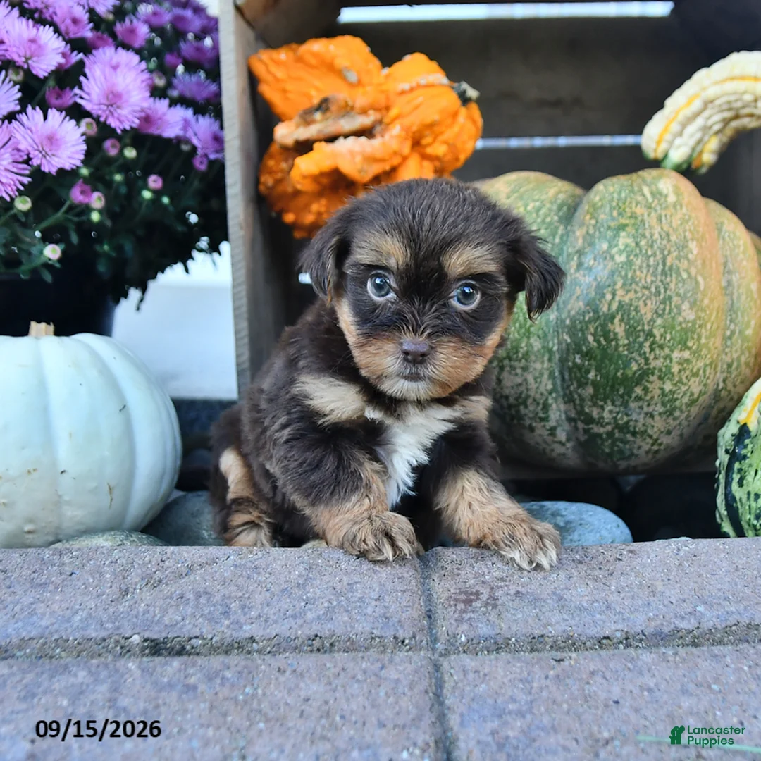 Shorkie dogs for sale: Debbie - Ad 2