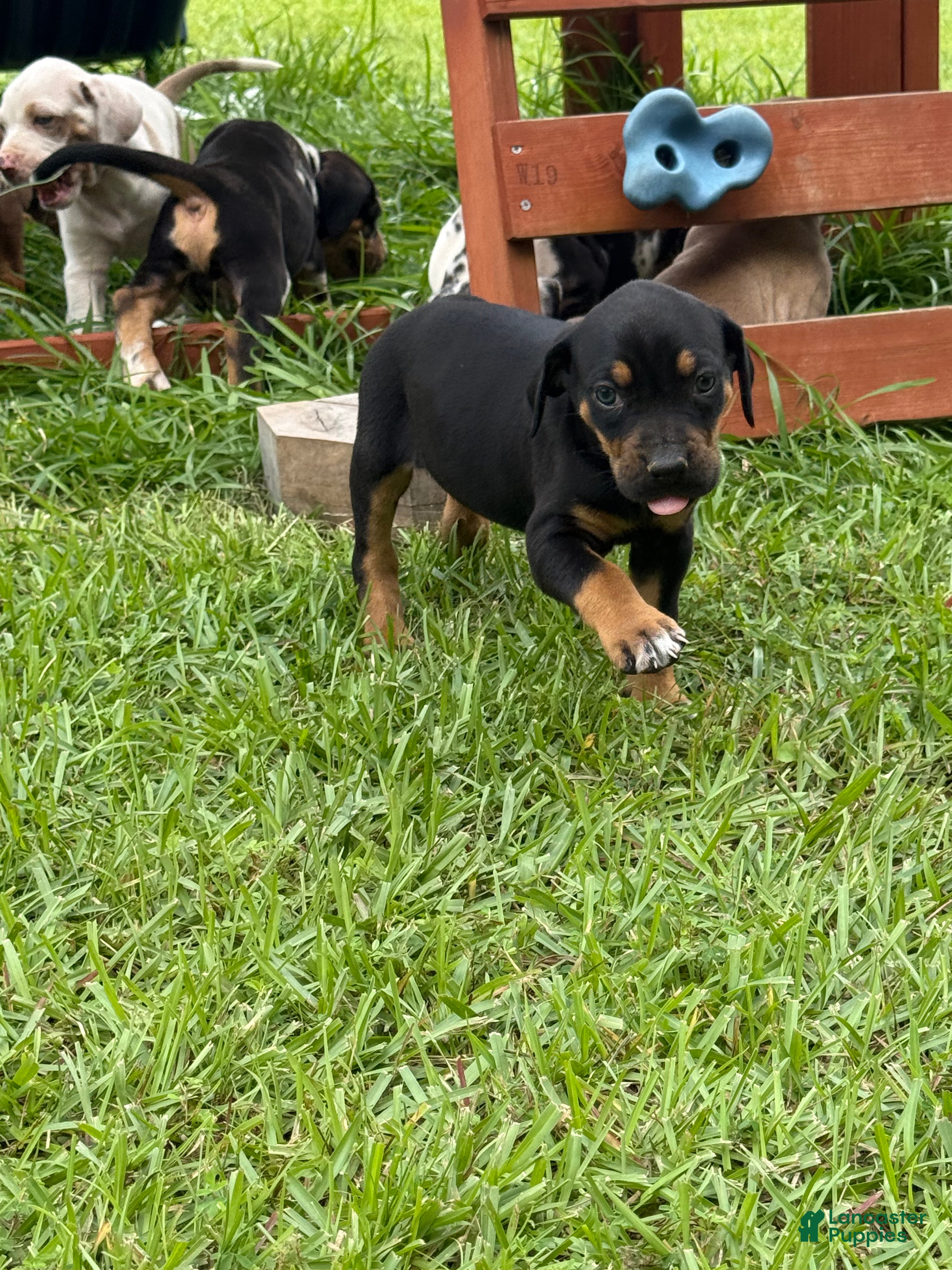 Catahoula Leopard Dog dogs Black Girl - Ad 1