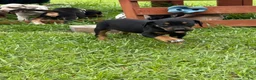 Catahoula Leopard Dog dogs for sale: Black Girl - Ad 4