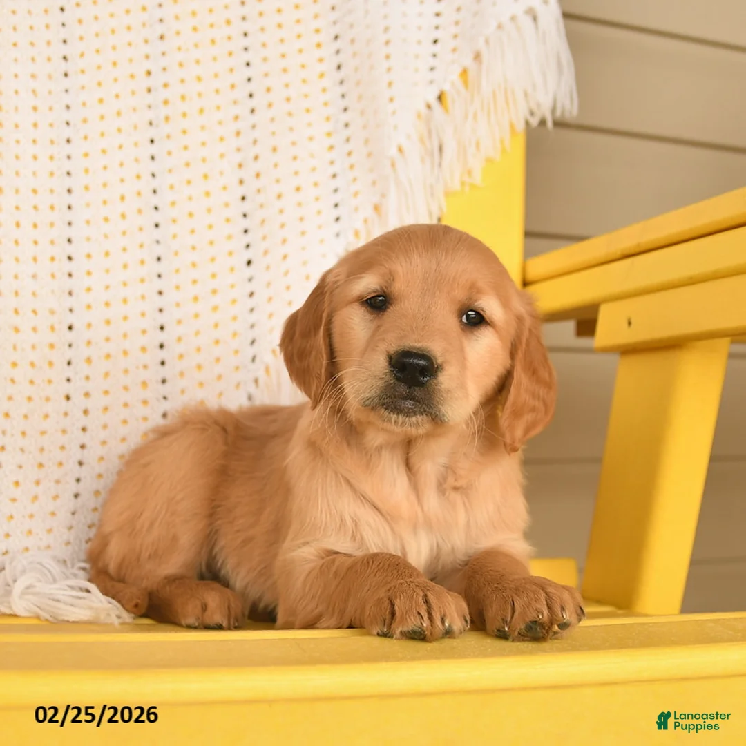 Golden Retriever dogs for sale: Penny  - Ad 3