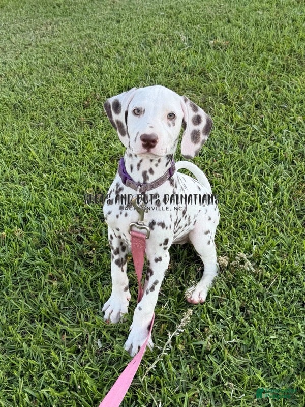 Dalmatian dogs Brynn - Ad 1