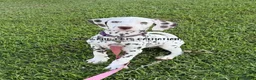Dalmatian dogs for sale: Brynn - Ad 1
