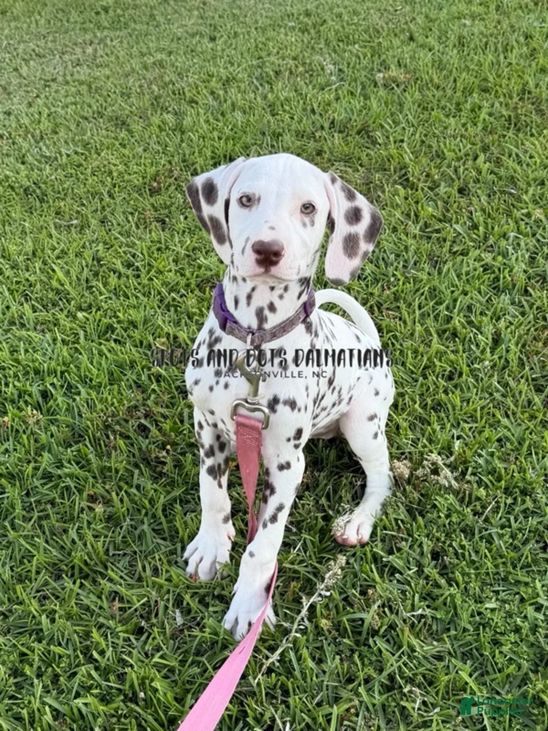 Dalmatian dogs for sale: Brynn - Ad 1