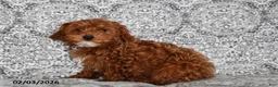 Cavapoo dogs for sale: Chester - Ad 2