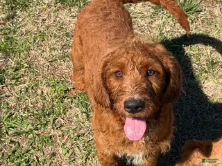 Labradoodle dogs Kenny - Ad 28