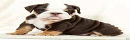 English Bulldog dogs for sale: Bessie - Ad 5