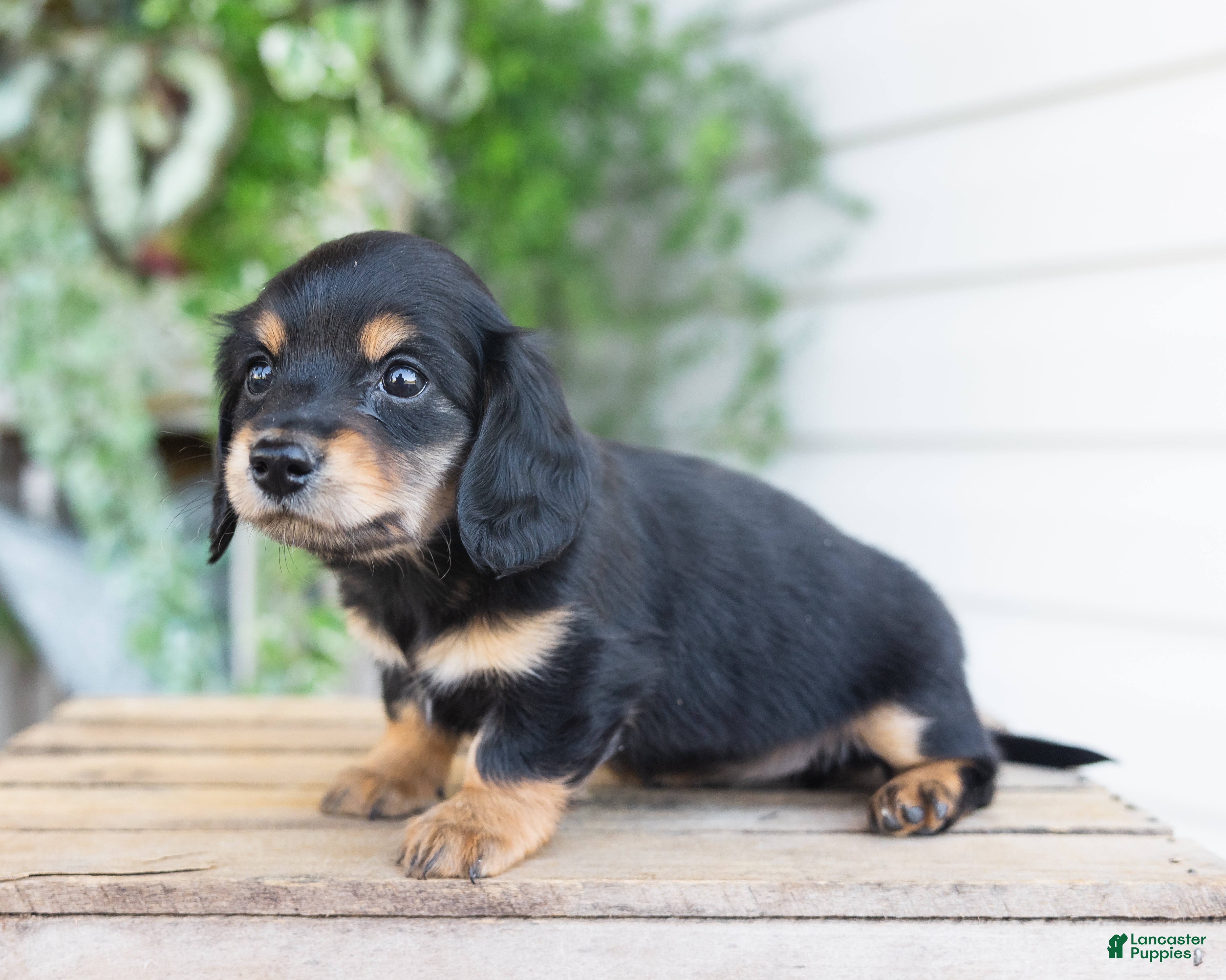 Miniature Dachshund dogs Mabel - Ad 2