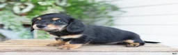 Miniature Dachshund dogs for sale: Mabel - Ad 2