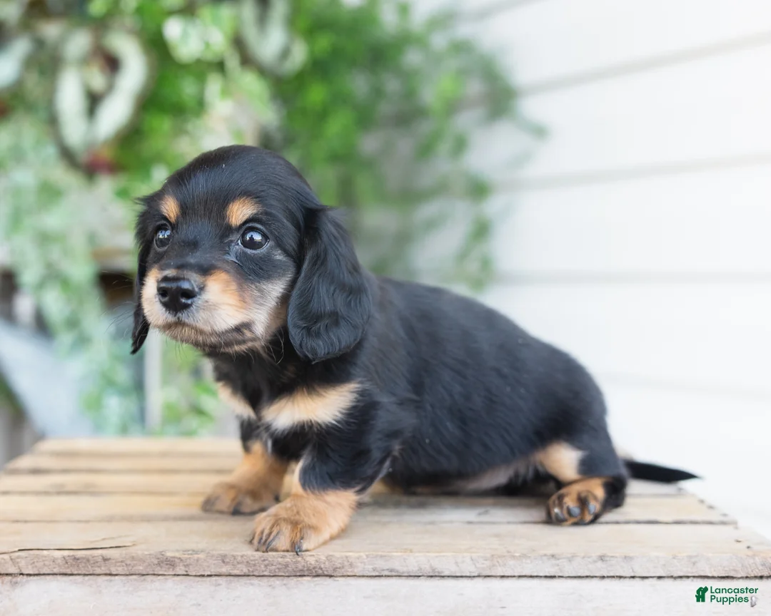 Miniature Dachshund dogs for sale: Mabel - Ad 2