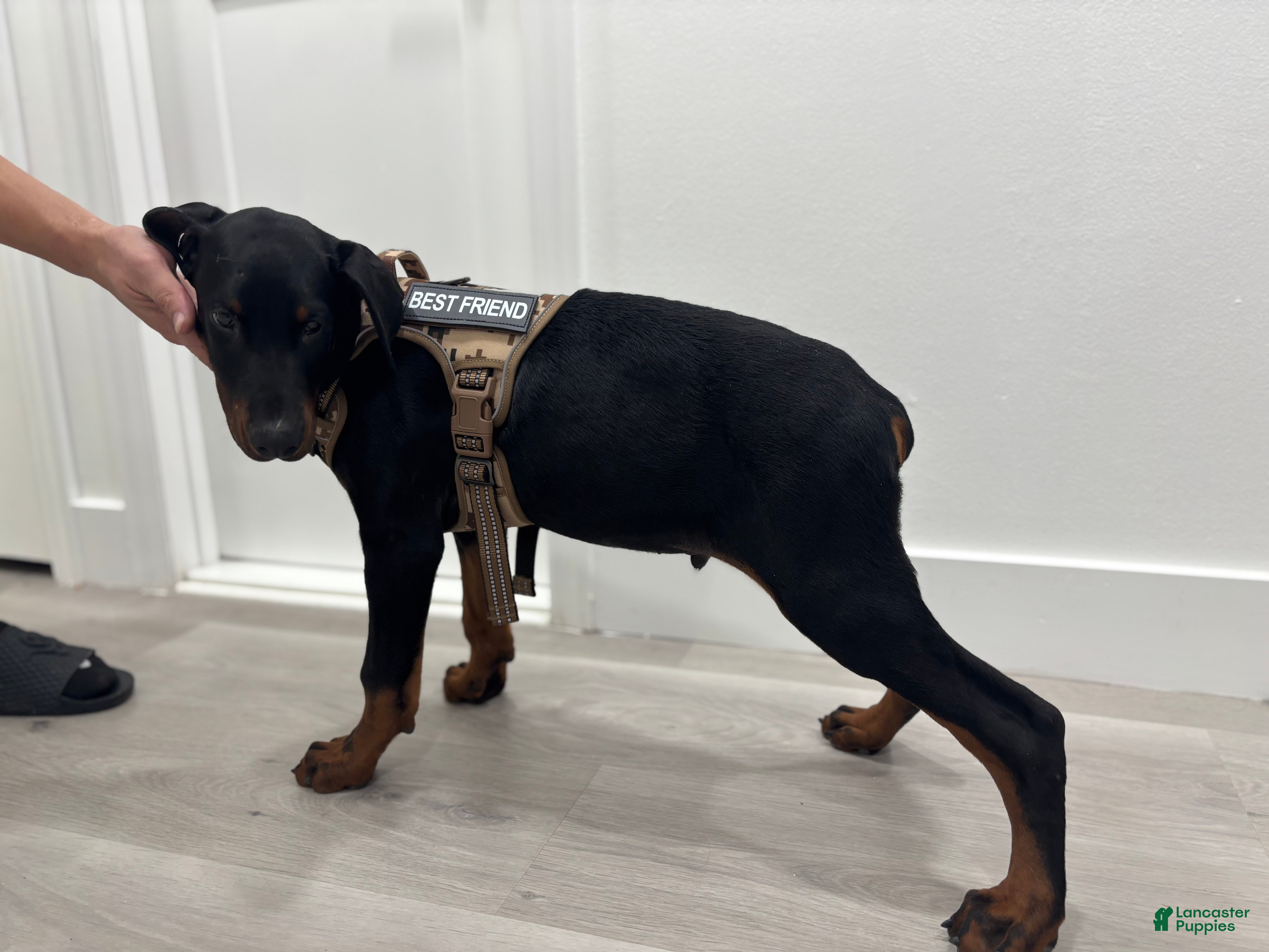 Doberman Pinscher dogs Doberman Pinscher Puppy 2 - Ad 27