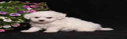 Bichon Frise dogs for sale: Kristy - Ad 2