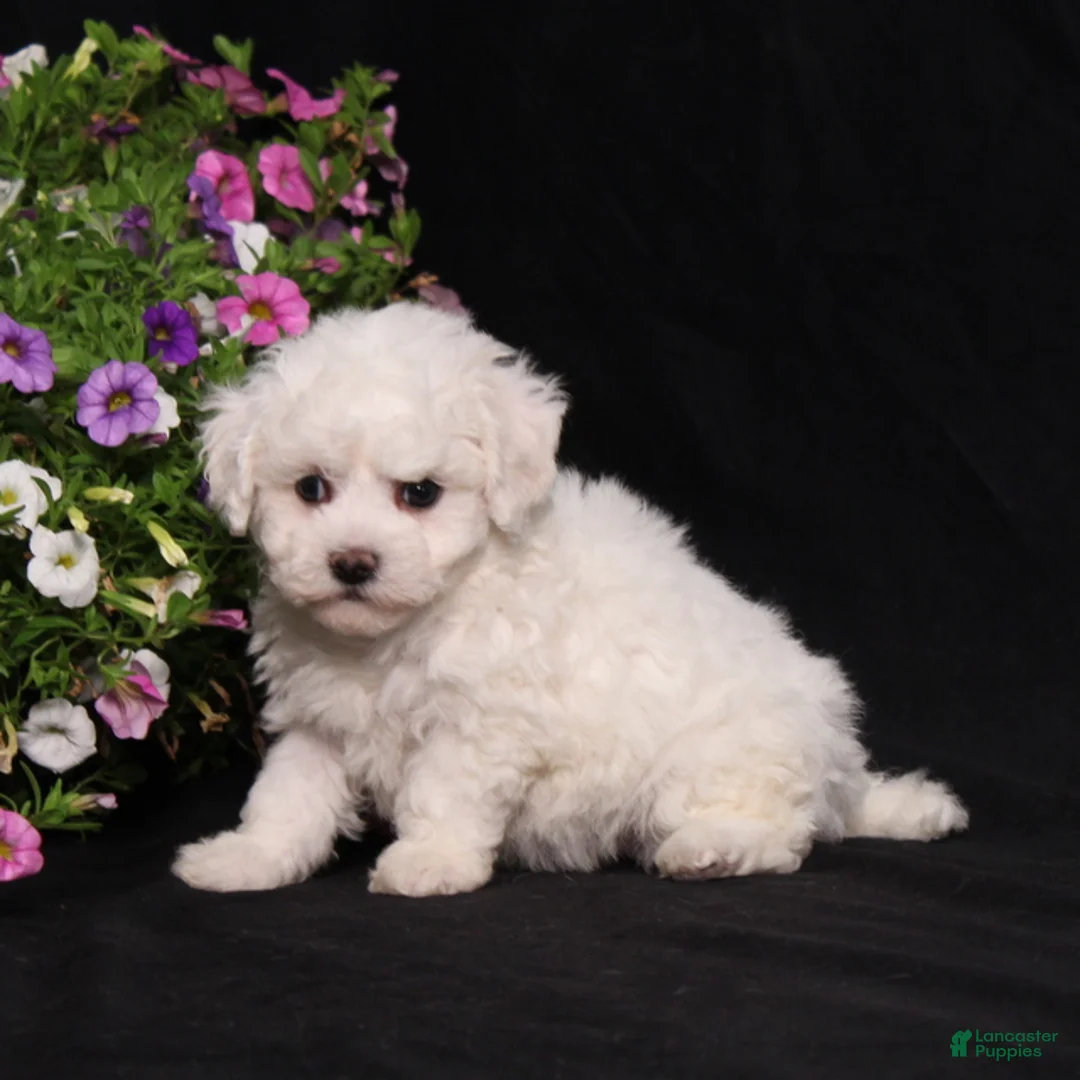 Bichon Frise dogs for sale: Kristy - Ad 2