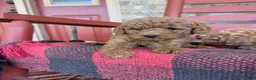 Mixed Breed dogs for sale: Terri - Ad 3