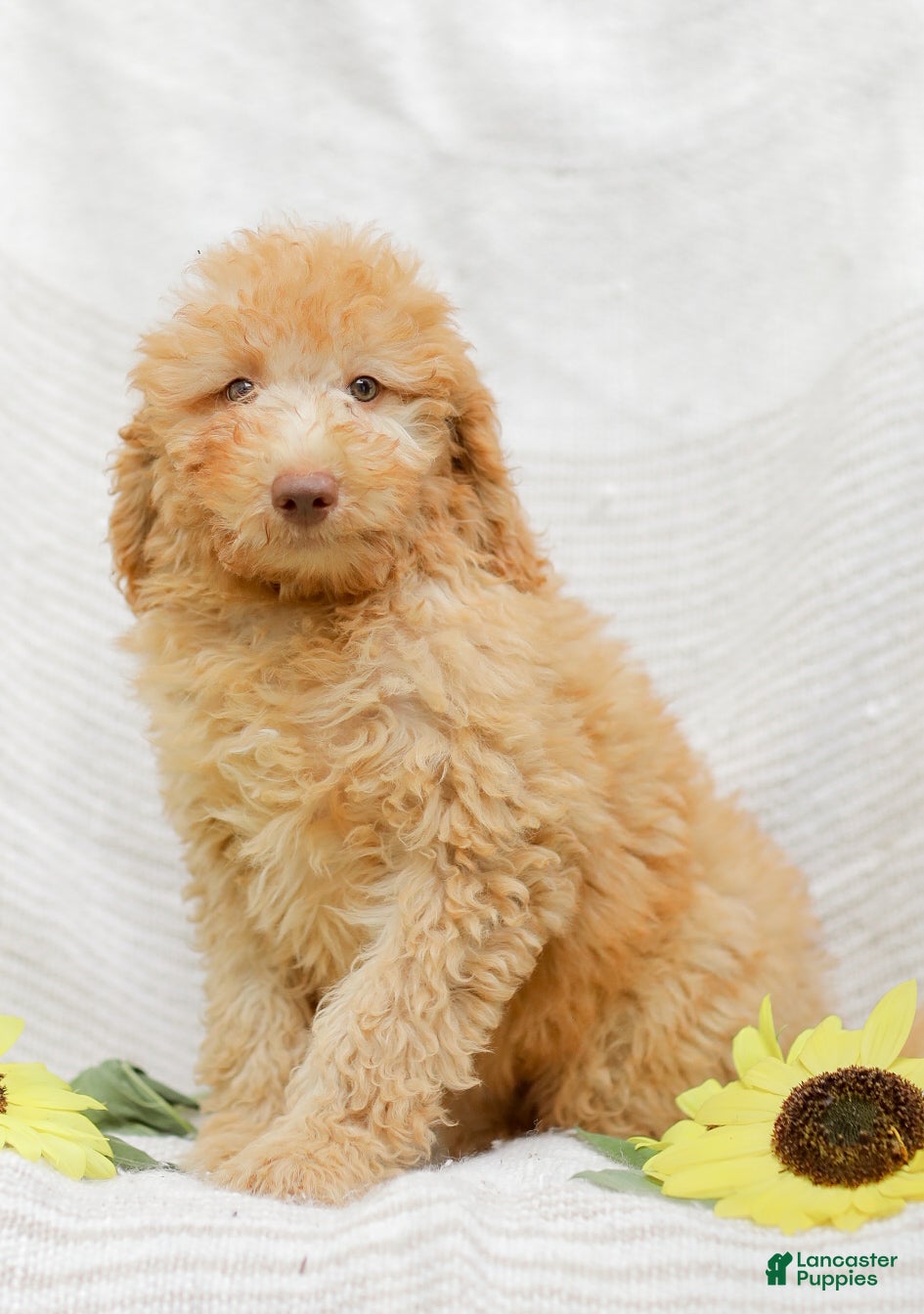 Mini Goldendoodle dogs Joy - Ad 1