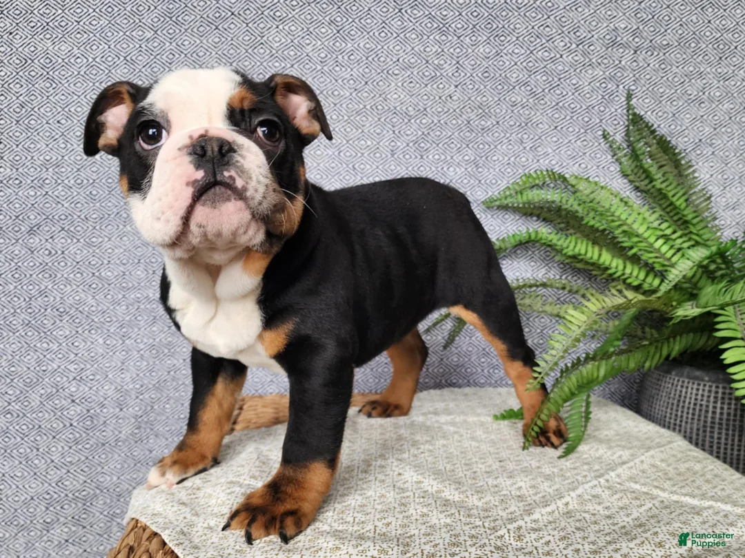 English Bulldog dogs for sale: Easton - Ad 12