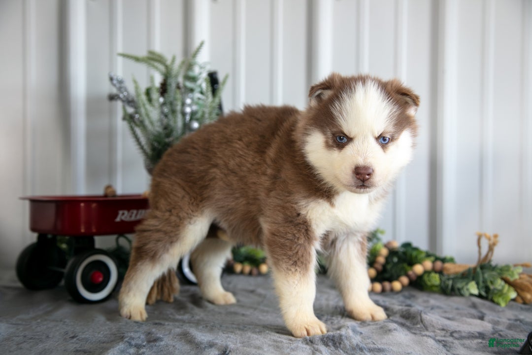 Siberian Husky dogs for sale: Sully - Ad 3