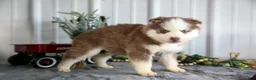 Siberian Husky dogs for sale: Sully - Ad 3