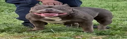American Bully dogs for sale: XL American Bully 2 - Ad 3