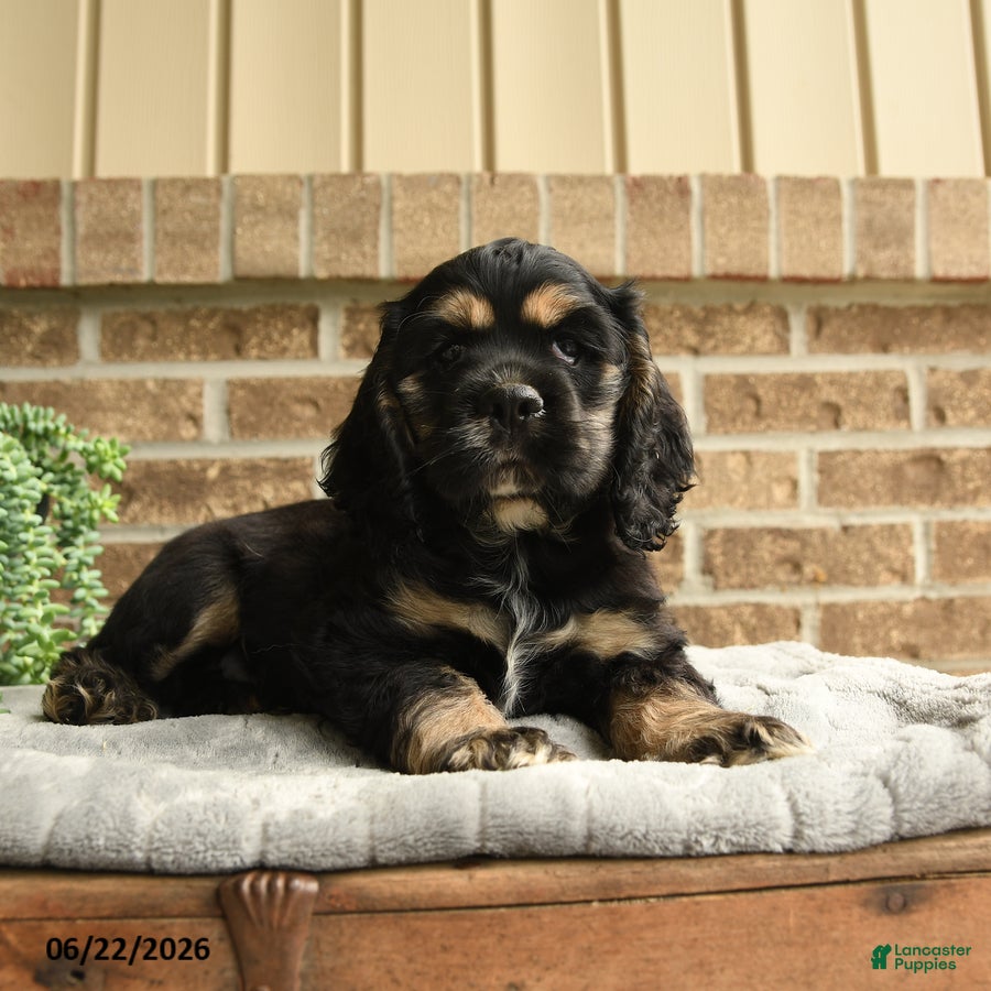 English Cocker Spaniel dogs Mark - Ad 2