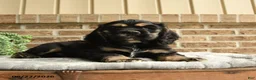 English Cocker Spaniel dogs for sale: Mark - Ad 2