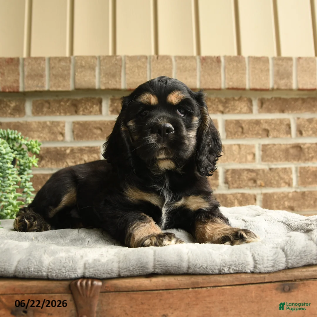 English Cocker Spaniel dogs for sale: Mark - Ad 2
