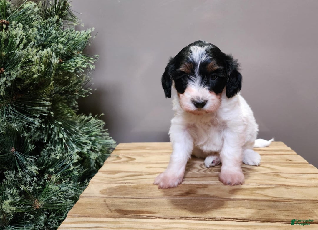 Mini Bernedoodle dogs for sale: Vixon - Ad 4