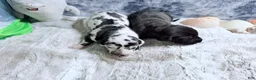 Great Dane dogs for sale: Hera - Ad 8