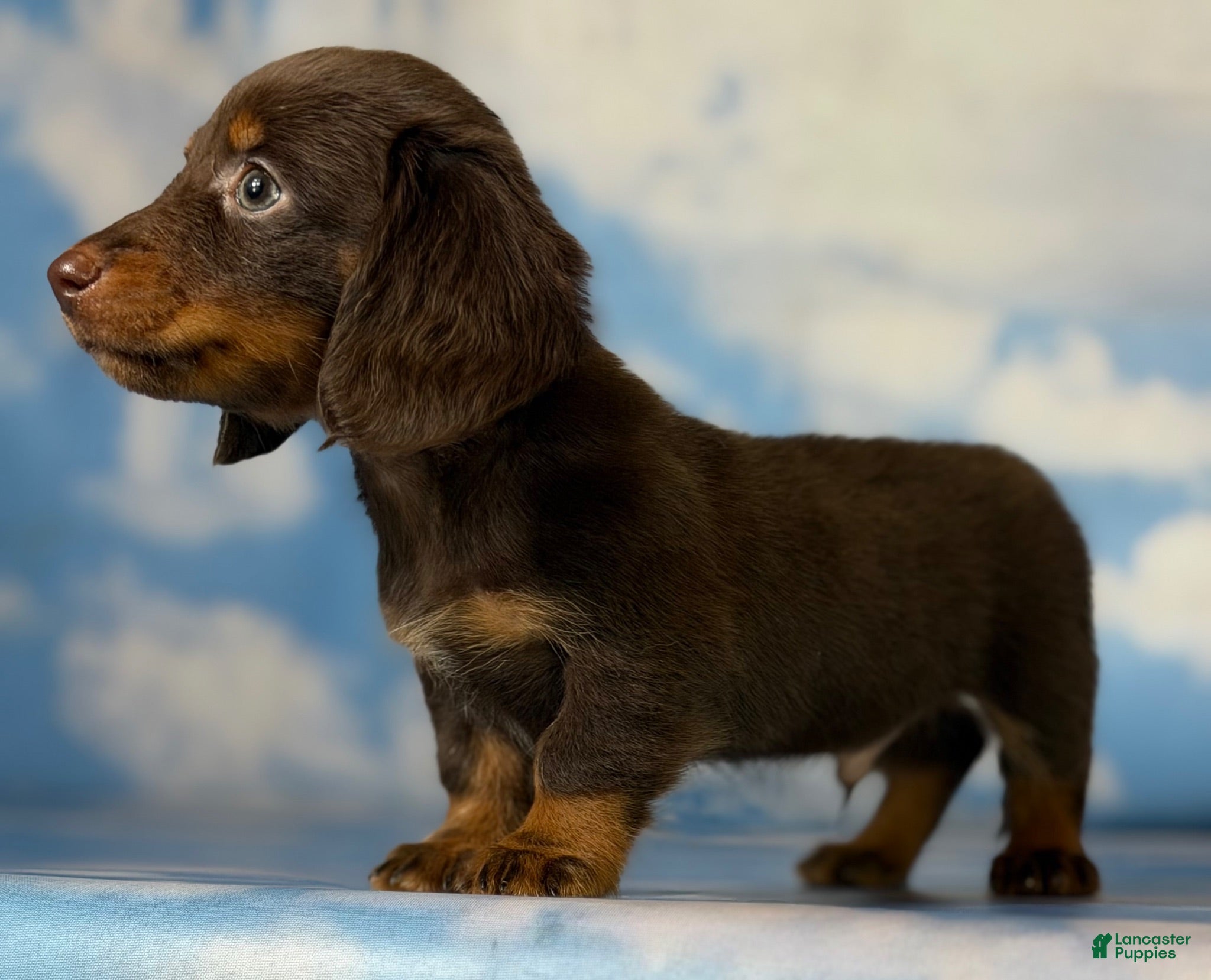 Miniature Dachshund dogs ACA Everest LH male PRA clear OFA Chic Parents - Ad 1