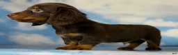 Miniature Dachshund dogs for sale: ACA Everest LH male PRA clear OFA Chic Parents - Ad 1