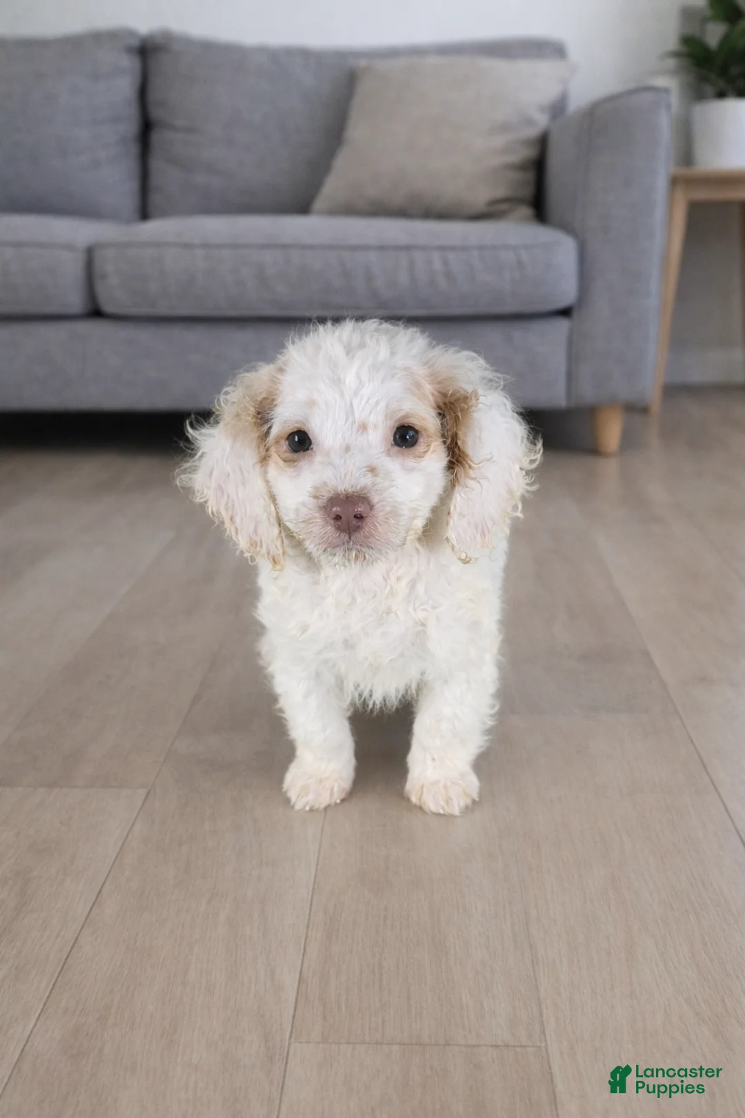 Mini Goldendoodle dogs for sale: Mini Goldendoodle Puppy 1 - Ad 1