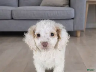 Mini Goldendoodle dogs Mini Goldendoodle Puppy 1 - Ad 16