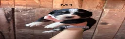 Bernese Mountain Dog dogs for sale: Bernese Mountain Dog f7 - Ad 15