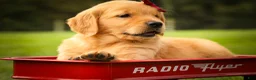 Golden Retriever dogs for sale: Rocco✨ - Ad 11