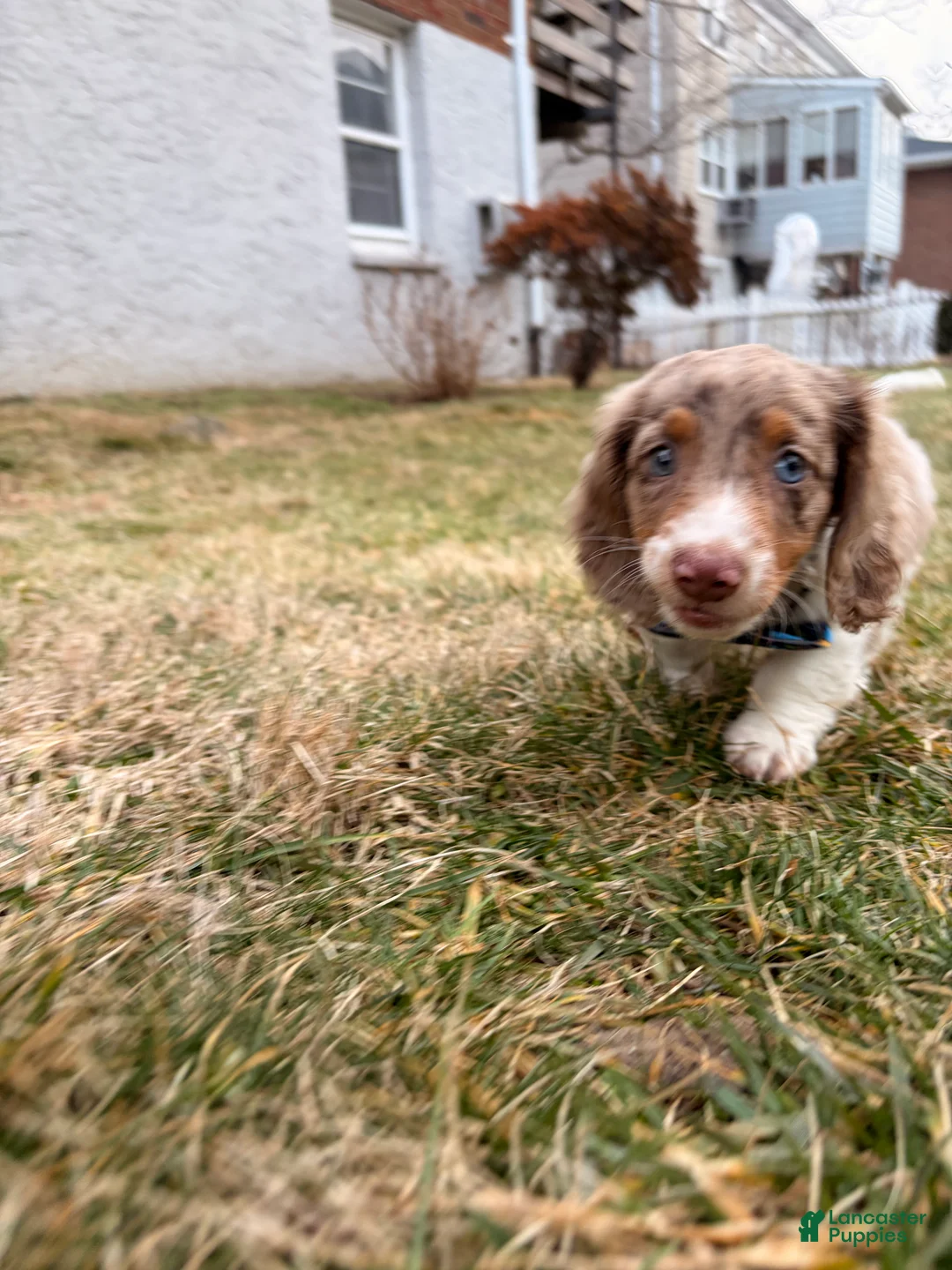 Miniature Dachshund dogs for sale: Remmi - Ad 6