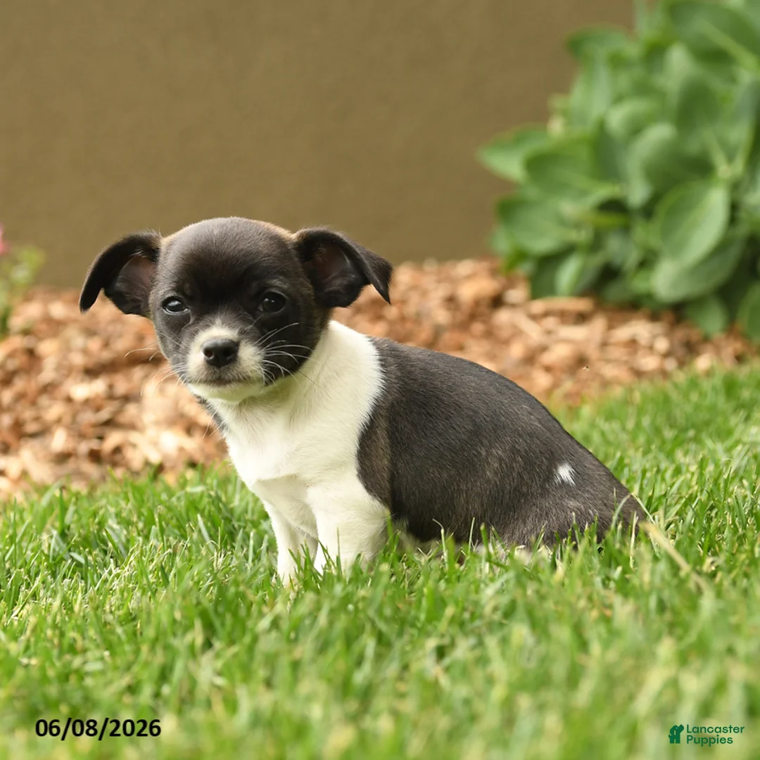 Chihuahua dogs for sale: Judge - Ad 5