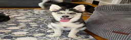 Pomsky dogs for sale: Haley  - Ad 1