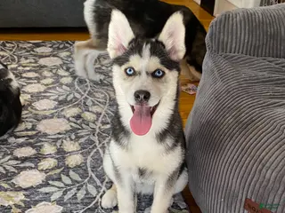 Pomsky dogs Haley - Ad 7