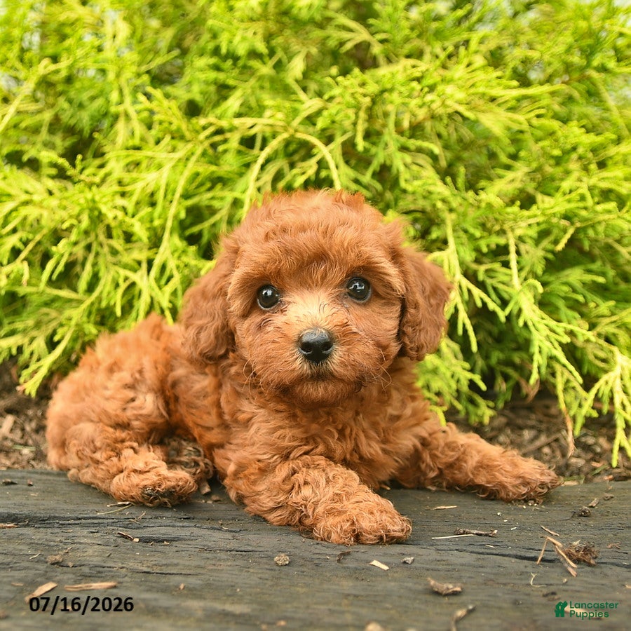 Toy Poodle dogs Abby - Ad 2