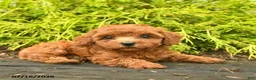 Toy Poodle dogs for sale: Abby - Ad 2