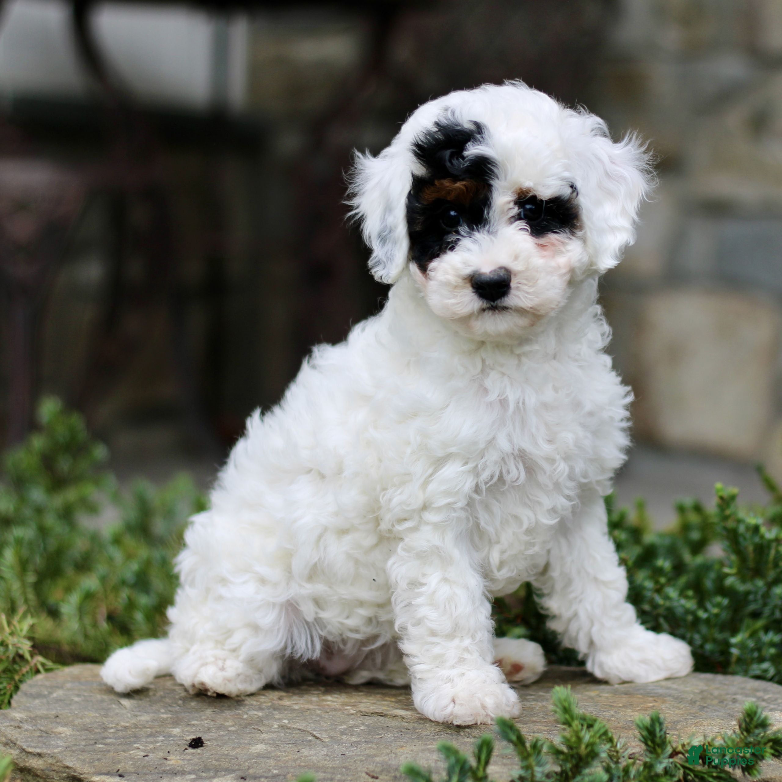 Cavapoo dogs Hibiscus  - Ad 2