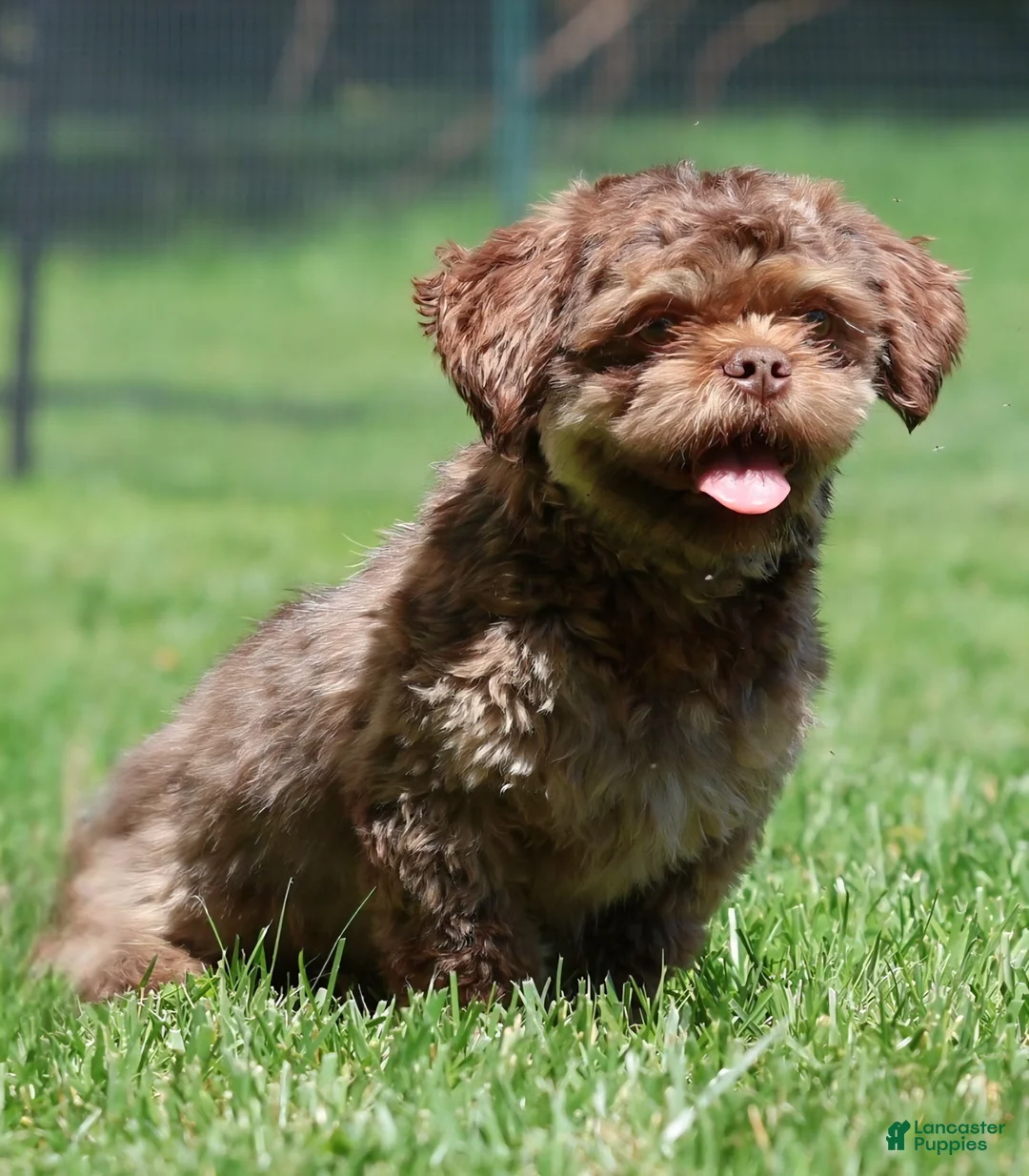 Shih Tzu dogs for sale: Shih Tzu Puppy 3 - Ad 2