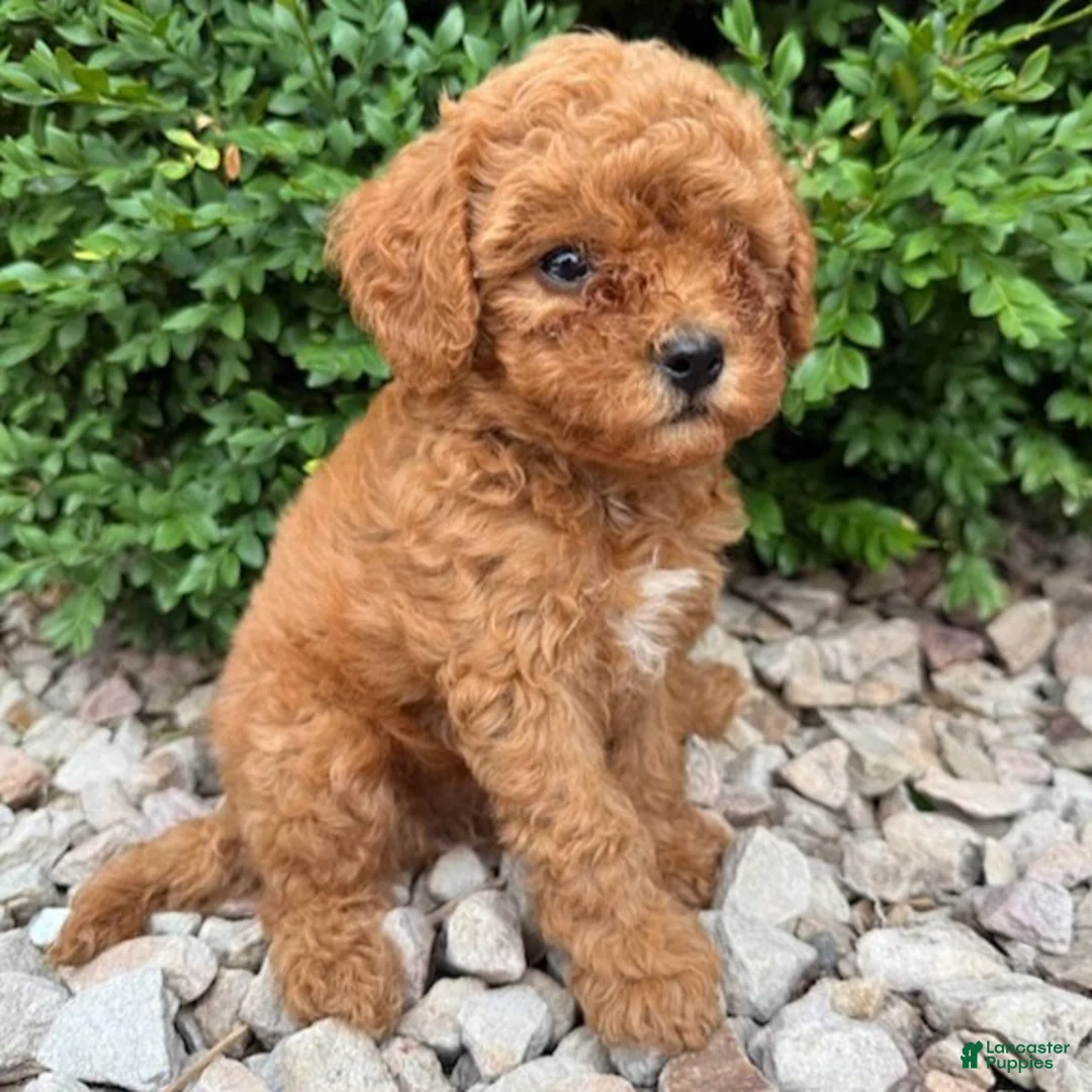 Cavapoo dogs for sale: Piper  - Ad 4