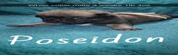 Pug dogs for sale: Poseidon  - Ad 5