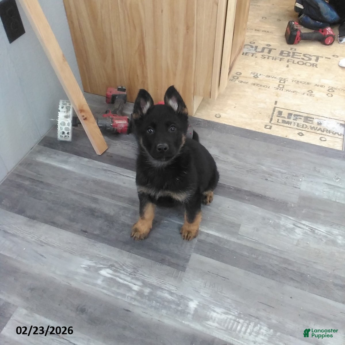 German Shepherd dogs Lenny - Ad 2