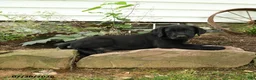 Labrador Retriever dogs for sale: Ranger - Ad 4